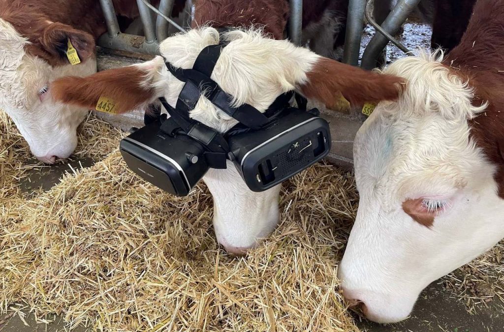 cows wearing VR headsets